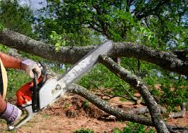 How Our Tree Care Process Works  in Spring Valley, AZ